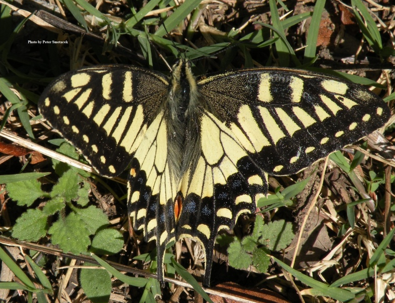 Common Yellow Swallowtail -- Papilio machaon