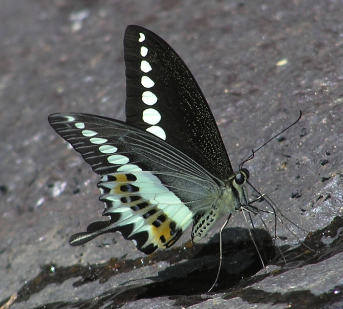 Malabar Banded Swallowtail -- Papilio liomedon Moore, 1874