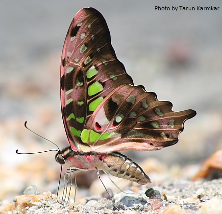 Tailed Jay -- Graphium agamemnon