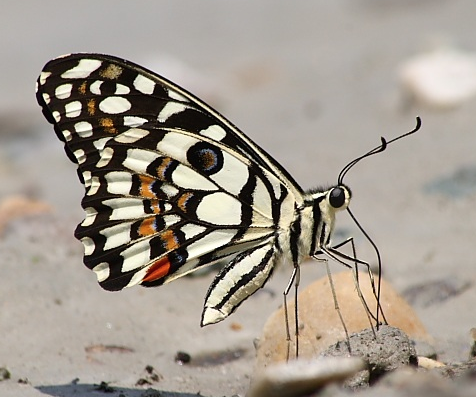 Lime Butterfly -- Papilio demoleus demoleus Linnaeus, 1758