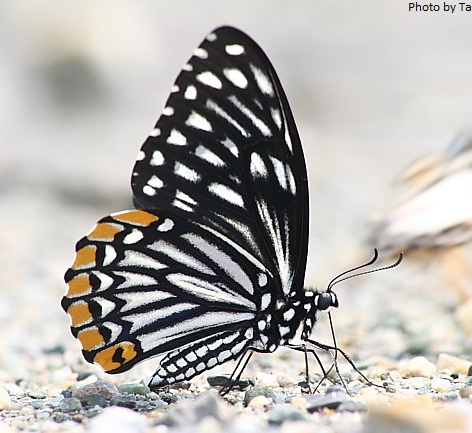 Common Mime -- Papilio clytia