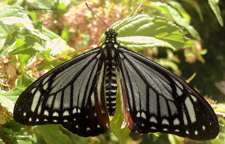 Tawny Mime -- Papilio agestor