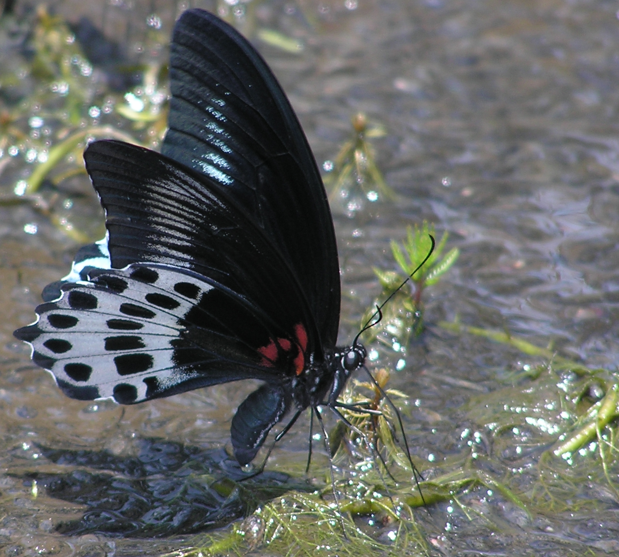 Blue Mormon -- Papilio polymnestor