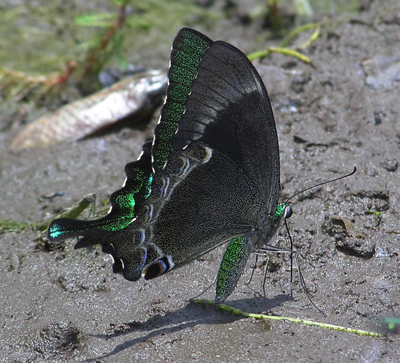 Common Banded Peacock -- Papilio crino