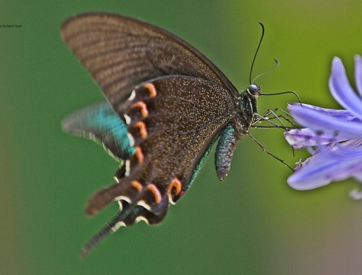 Common Peacock -- Papilio bianor
