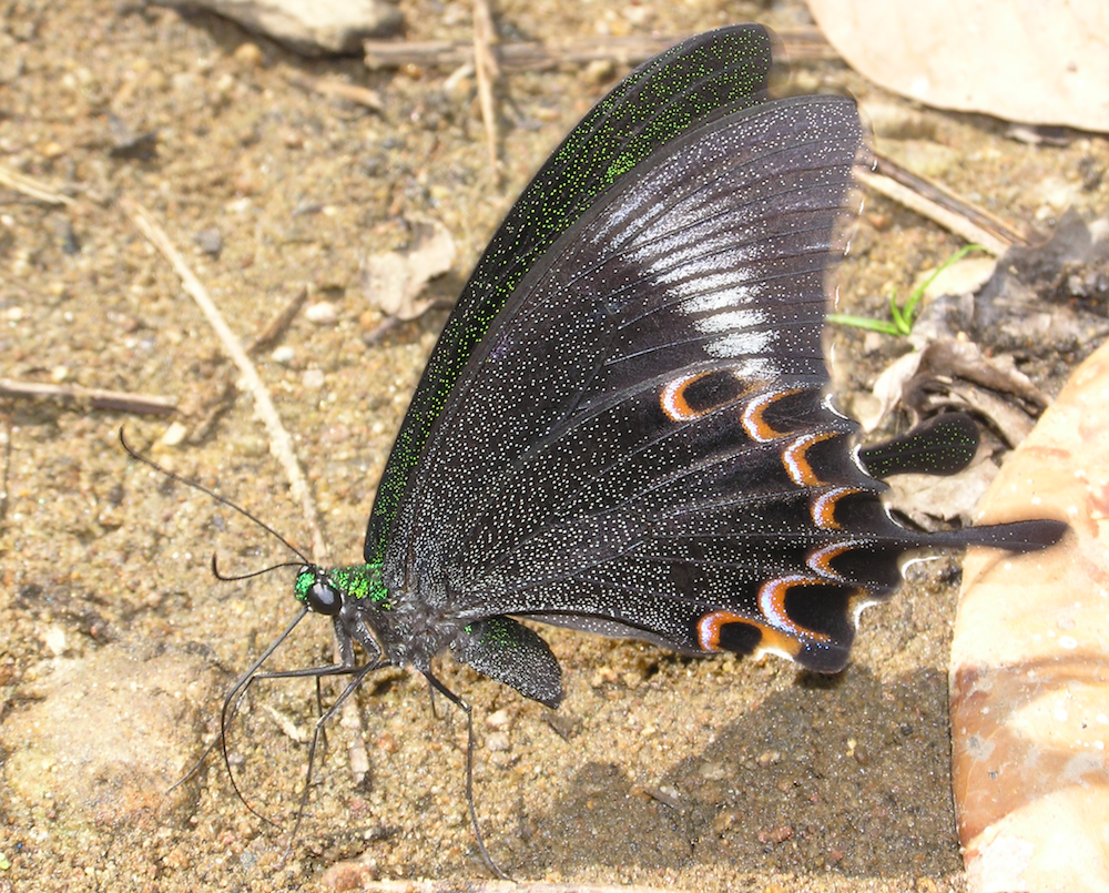 Paris Peacock -- Papilio paris