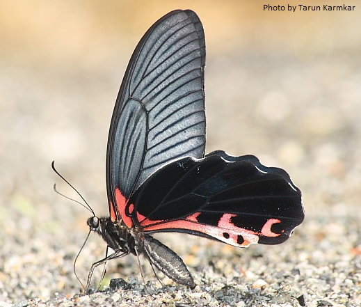 Redbreast -- Papilio alcmenor alcmenor C. & R. Felder, 1864