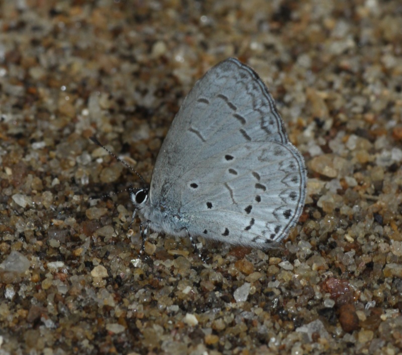 Hampson's Hedge Blue — Acytolepis lilacea lilacea ( Hampson, 1889 )