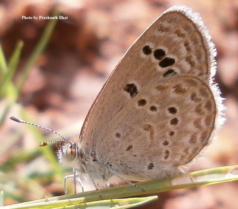 Lesser Grass Blue -  Zizina otis