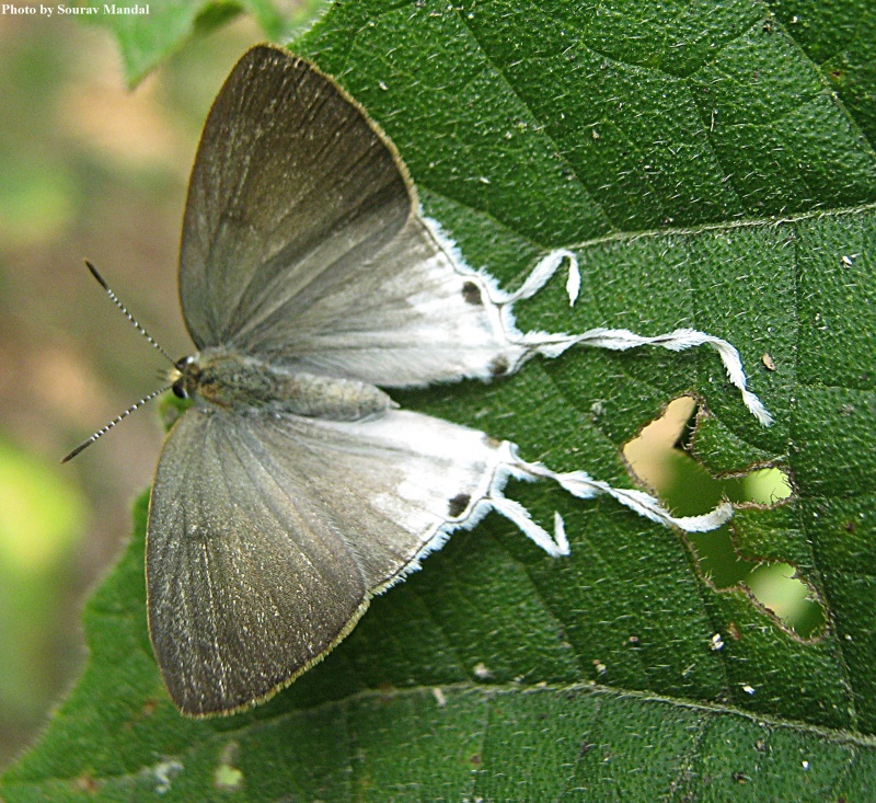 Fluffy Tit -- Zeltus etolus Fabricius, 1787