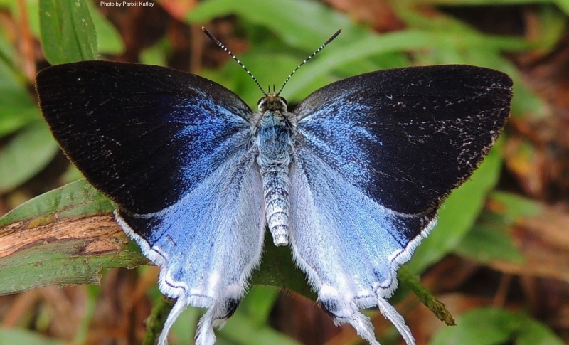 Fluffy Tit -- Zeltus etolus Fabricius, 1787