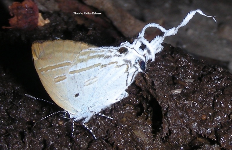 Fluffy Tit -- Zeltus etolus Fabricius, 1787