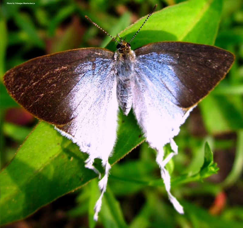 Fluffy Tit -- Zeltus etolus Fabricius, 1787 (UP)