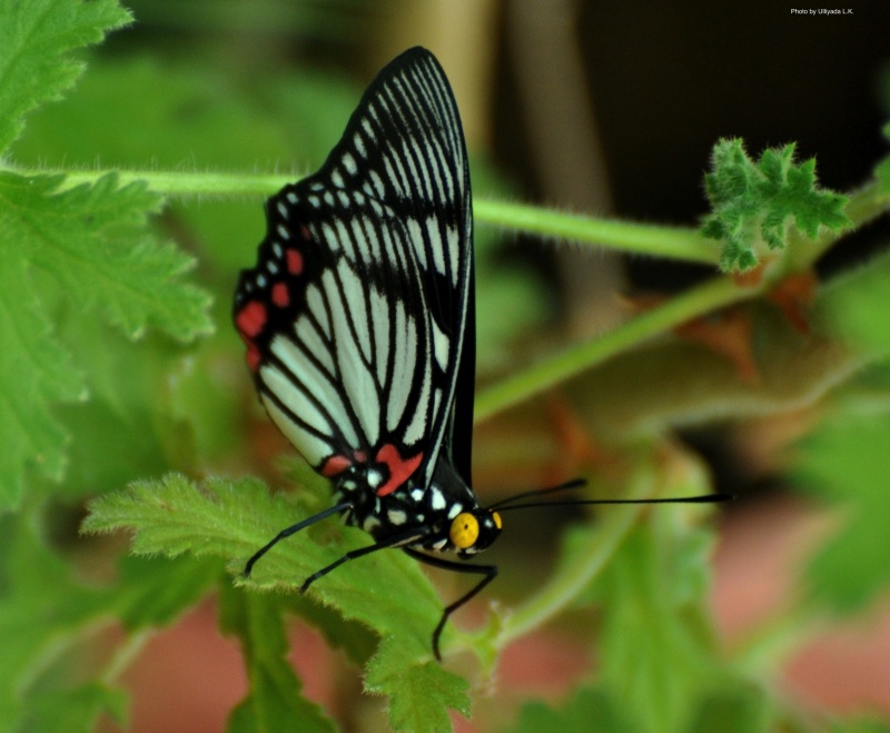 Painted Courtesan -- Euripus consimilis Westwood, 1850 ( Male )