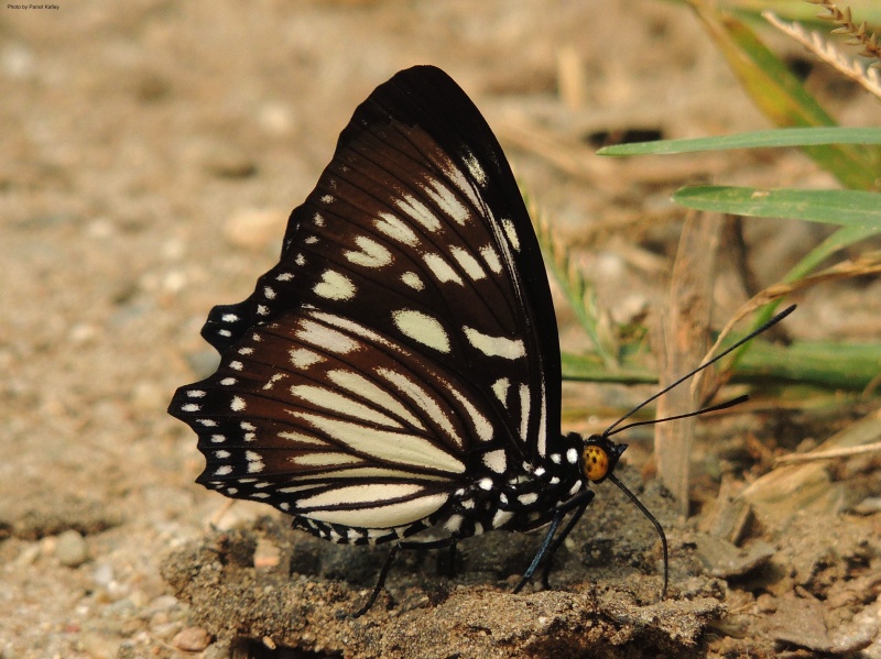 Courtesan -- Euripus nyctelius Doubleday, 1845