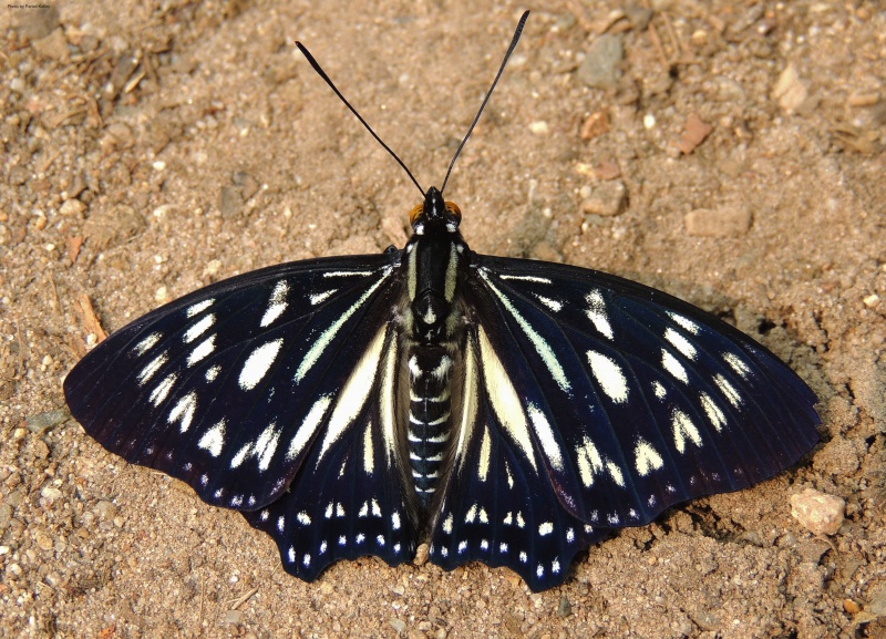 Courtesan -- Euripus nyctelius Doubleday, 1845