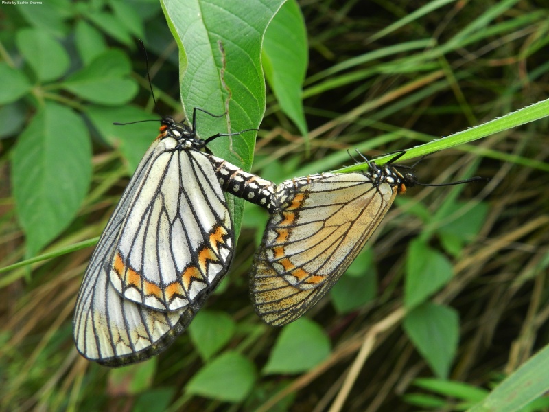 Yellow Coster -- Acraea issoria Hübner,1819