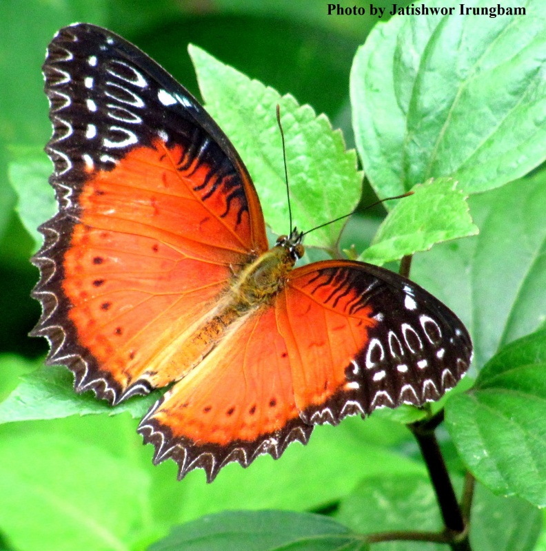 Red Lacewing -- Cethosia biblis Drury, 1773