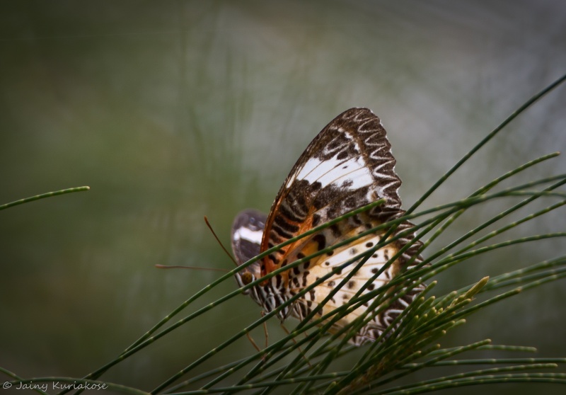 Leopard Lacewing -- Cethosia cyane Drury, 1773 (Female)