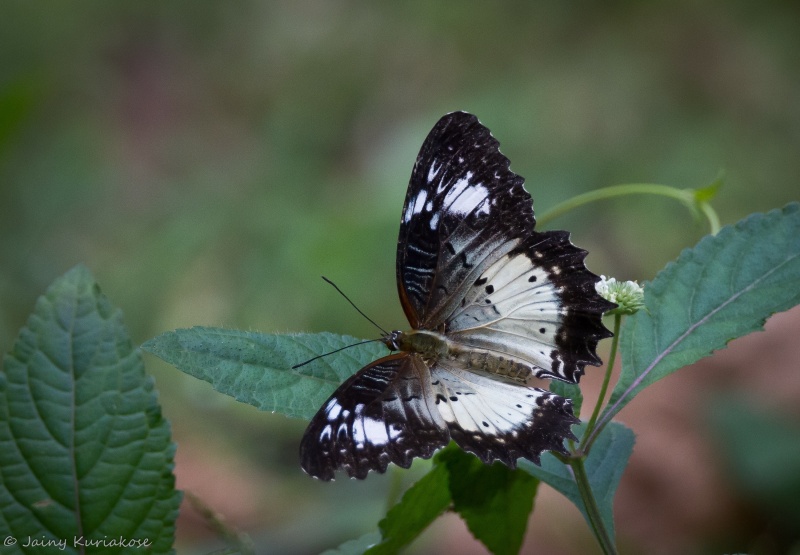 Leopard Lacewing -- Cethosia cyane Drury, 1773