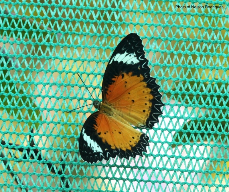 Tamil Lacewing -- Cethosia nietneri, Felder & Felder, 1867