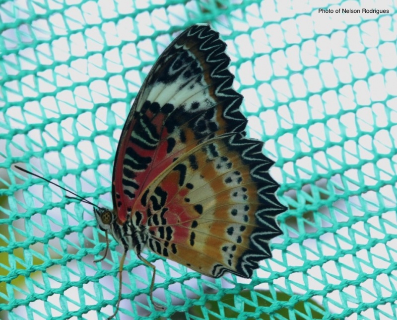 Tamil Lacewing -- Cethosia nietneri, Felder & Felder, 1867