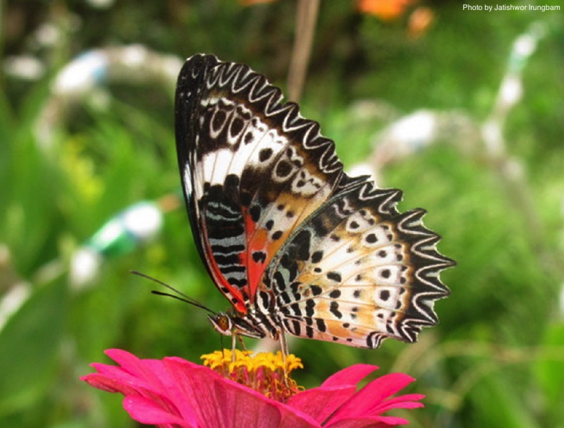 Leopard Lacewing -- Cethosia cyane Drury, 1773 ( Male )