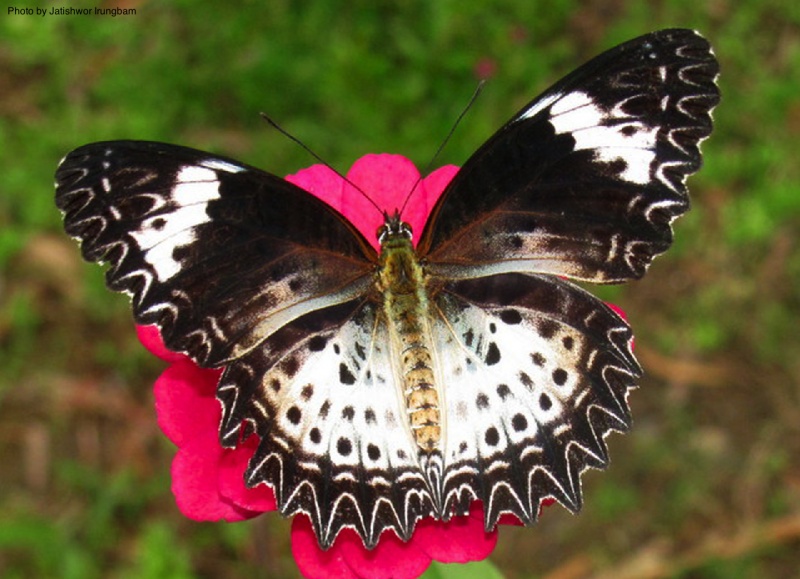 Leopard Lacewing -- Cethosia cyane Drury, 1773