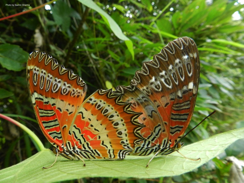 Red Lacewing -- Cethosia biblis Drury, 1773