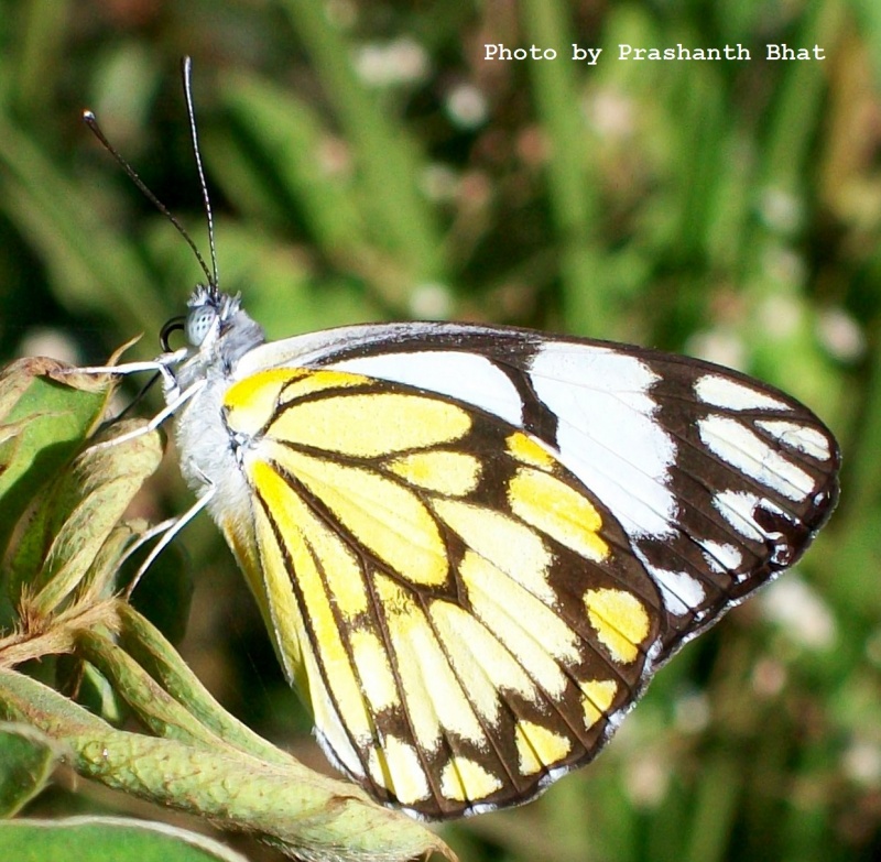 Pioneer -- Belenois aurota Fabricius, 1793