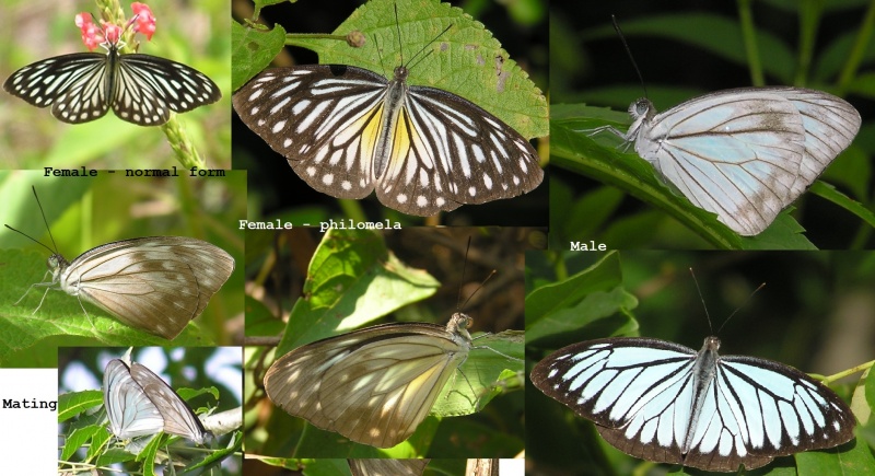 Common Wanderer -- Pareronia valeria Cramer, 1776 ( Male , Female ( Normal and Philomela forms) )