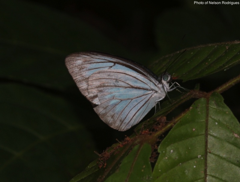 Dark Wanderer -- Pareronia ceylanica C. & R. Felder, 1865