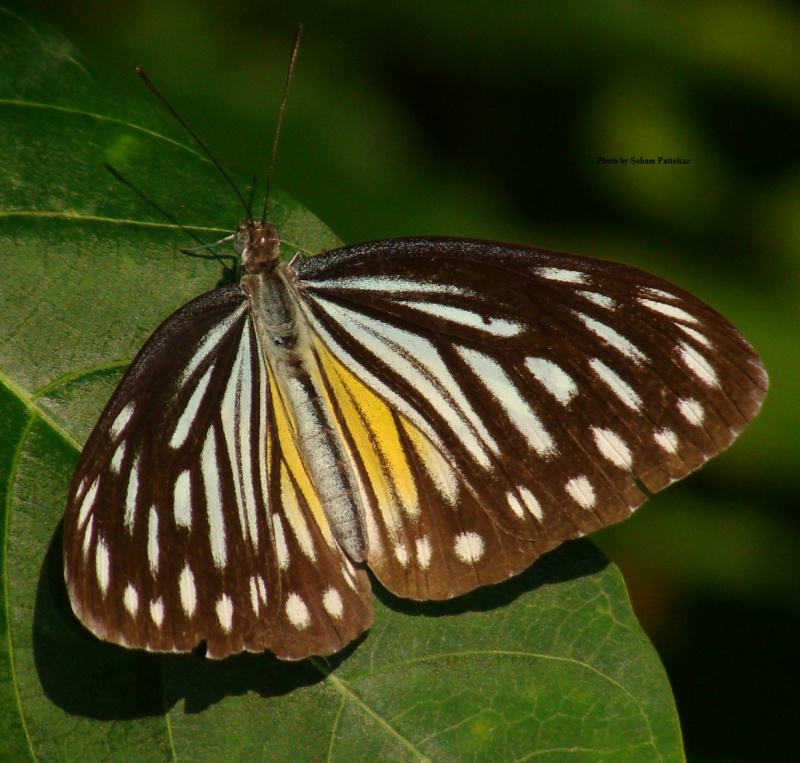 Common Wanderer - Pareronia valeria ( Female, philomela form )