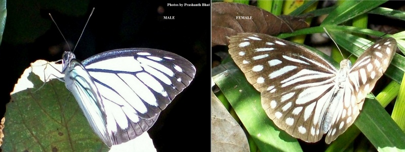 Common Wanderer - Pareronia valeria ( Male and Female )