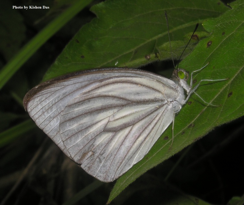 Pale Wanderer -- Pareronia avatar Moore, 1857