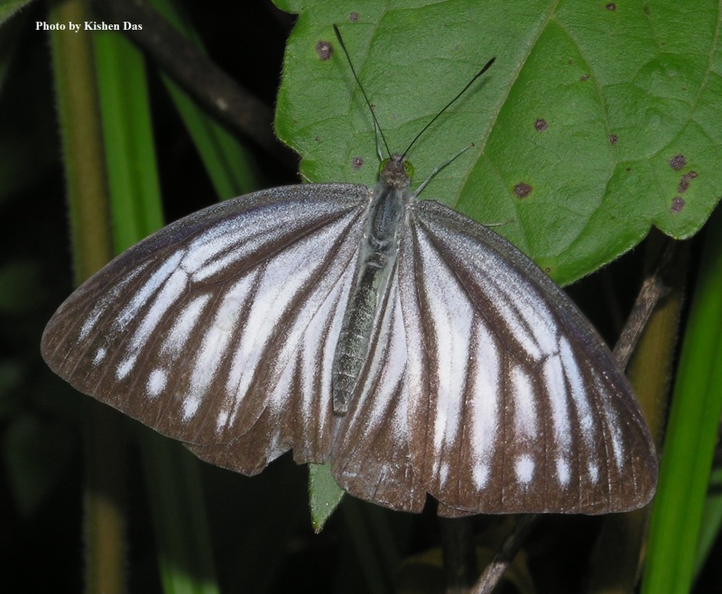 Pale Wanderer -- Pareronia avatar Moore, 1857