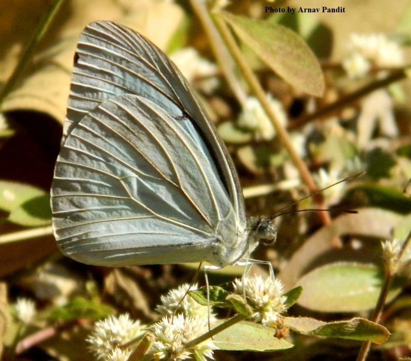 Common Wanderer -- Pareronia valeria Cramer, 1776