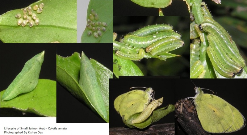 Lifecycle of Small Salmon Arab - Colotis amata