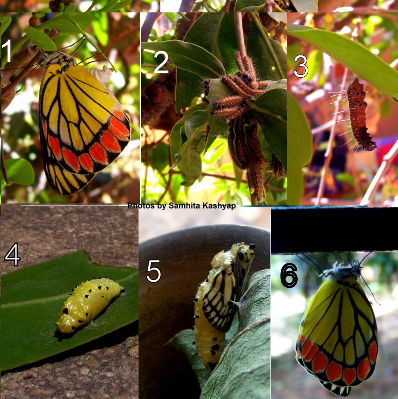 Lifecycle of Common Jezebel - Delias eucharis Drury, 1773