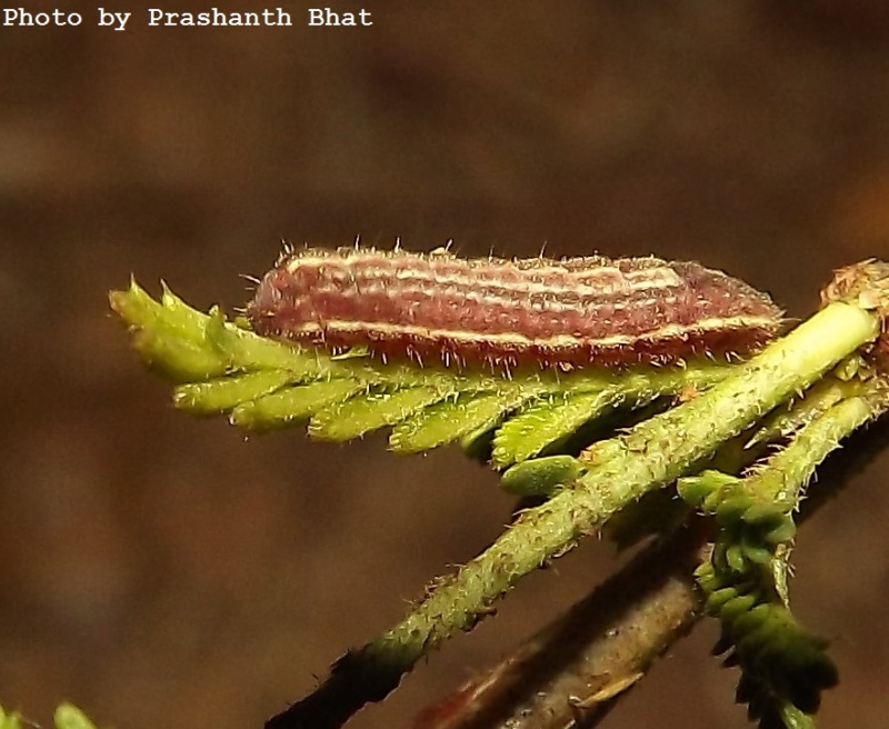 Small Cupid -- Chilades contracta Butler, 1880 (Caterpillar)