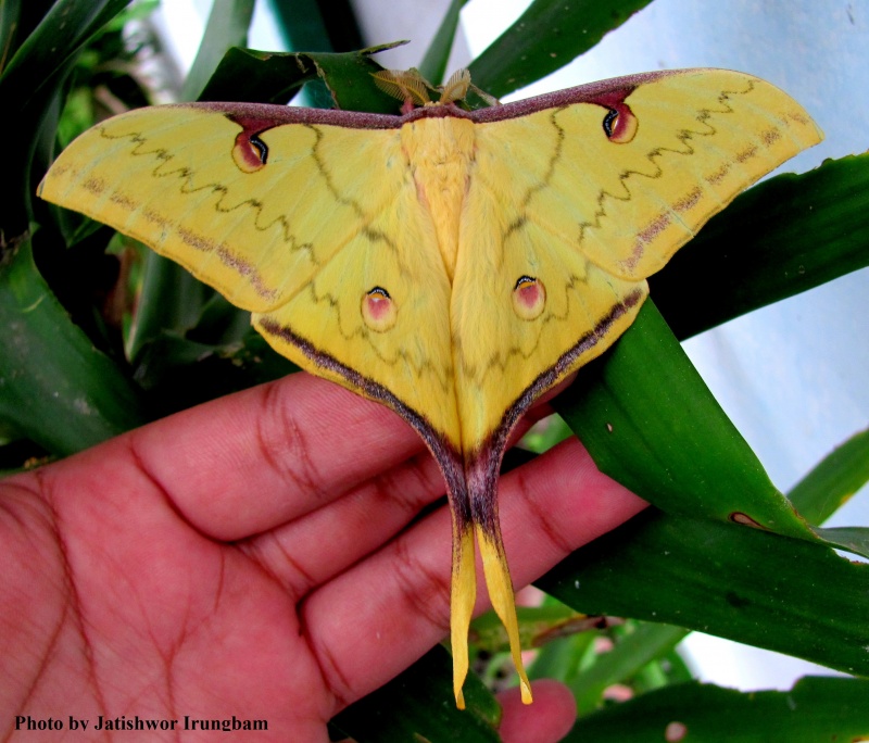 Western Chinese Moon Moth -- Actias parasinensis Brechlin, 2009